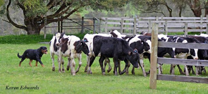 rottweiler herding